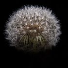 Dandelion / Taraxacum sect. Ruderalia