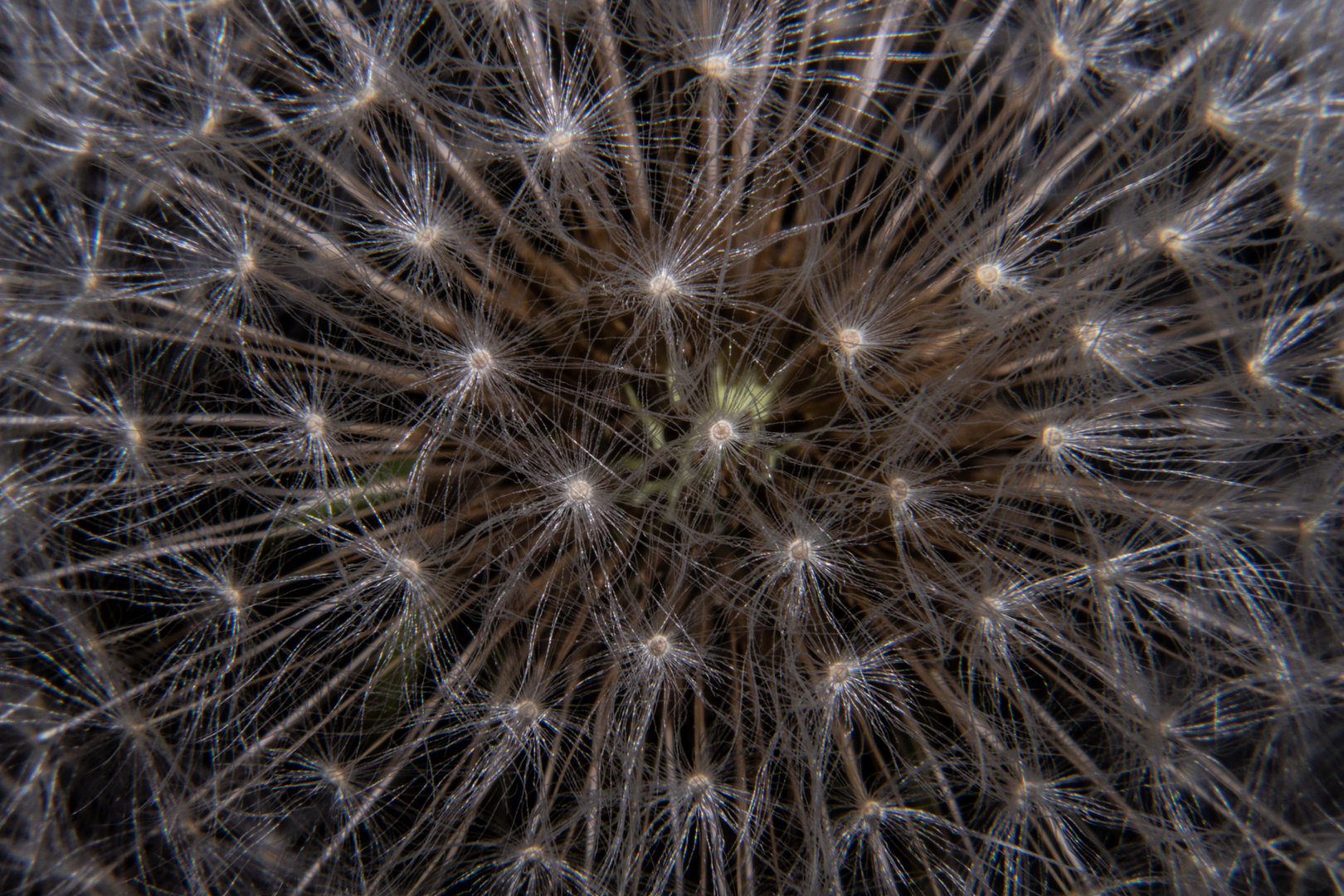 Dandelion / Taraxacum sect. Ruderalia II