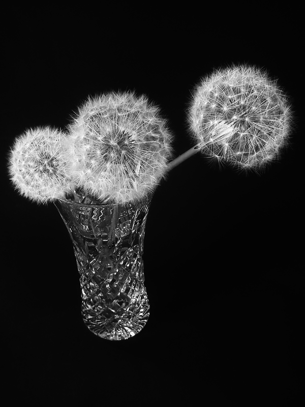 Dandelion time clocks