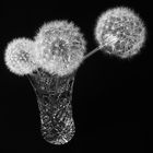 Dandelion time clocks