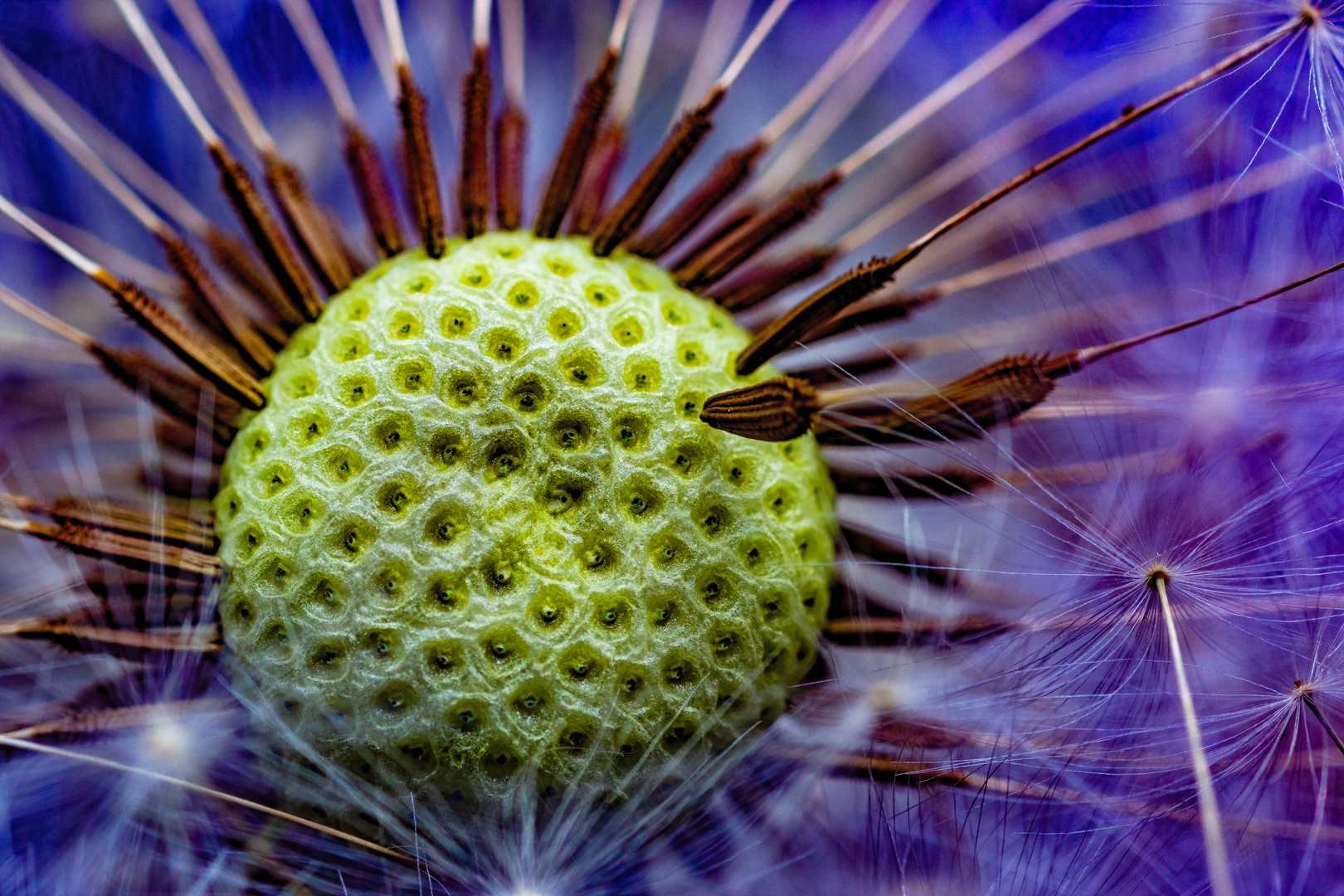 Dandelion Violett Full