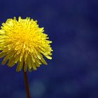 Dandelion w/ the Blues