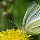 Dandelion Wine