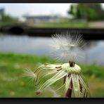 Dandelion with last seeds
