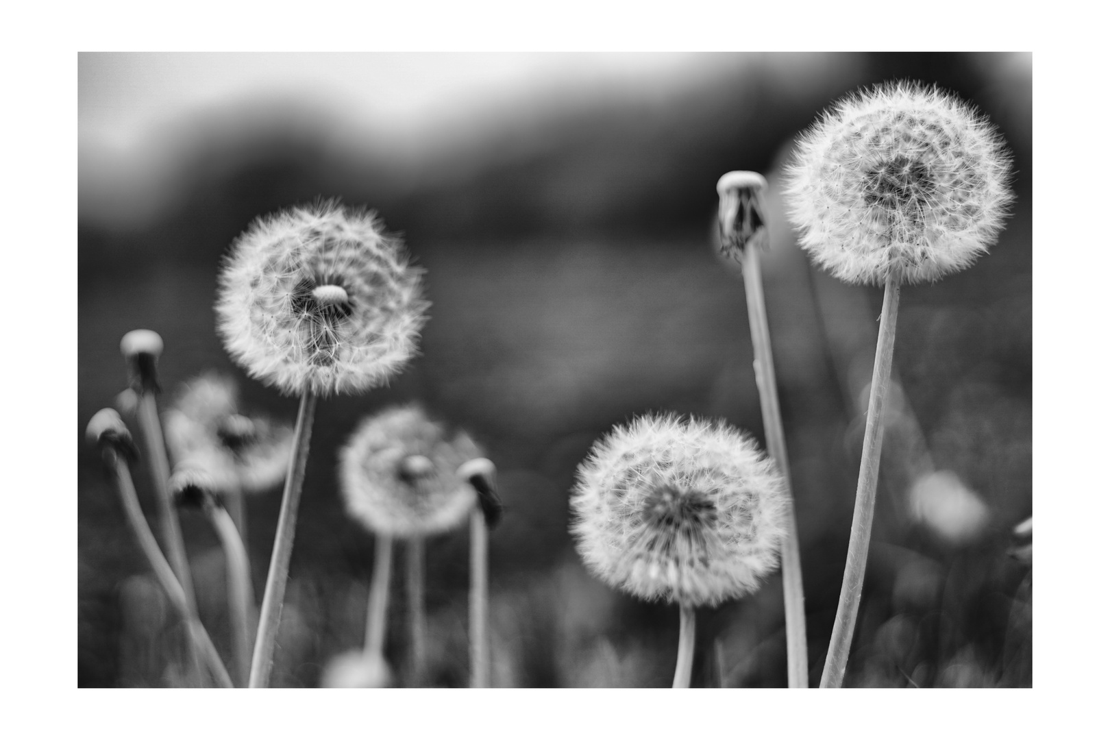 dandelion_01