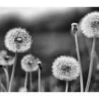 dandelion_01