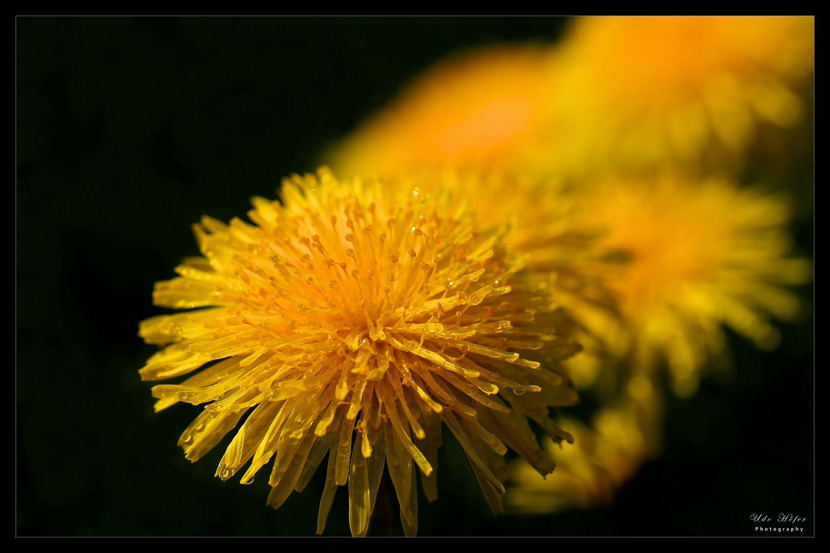 "Dandeliondream"