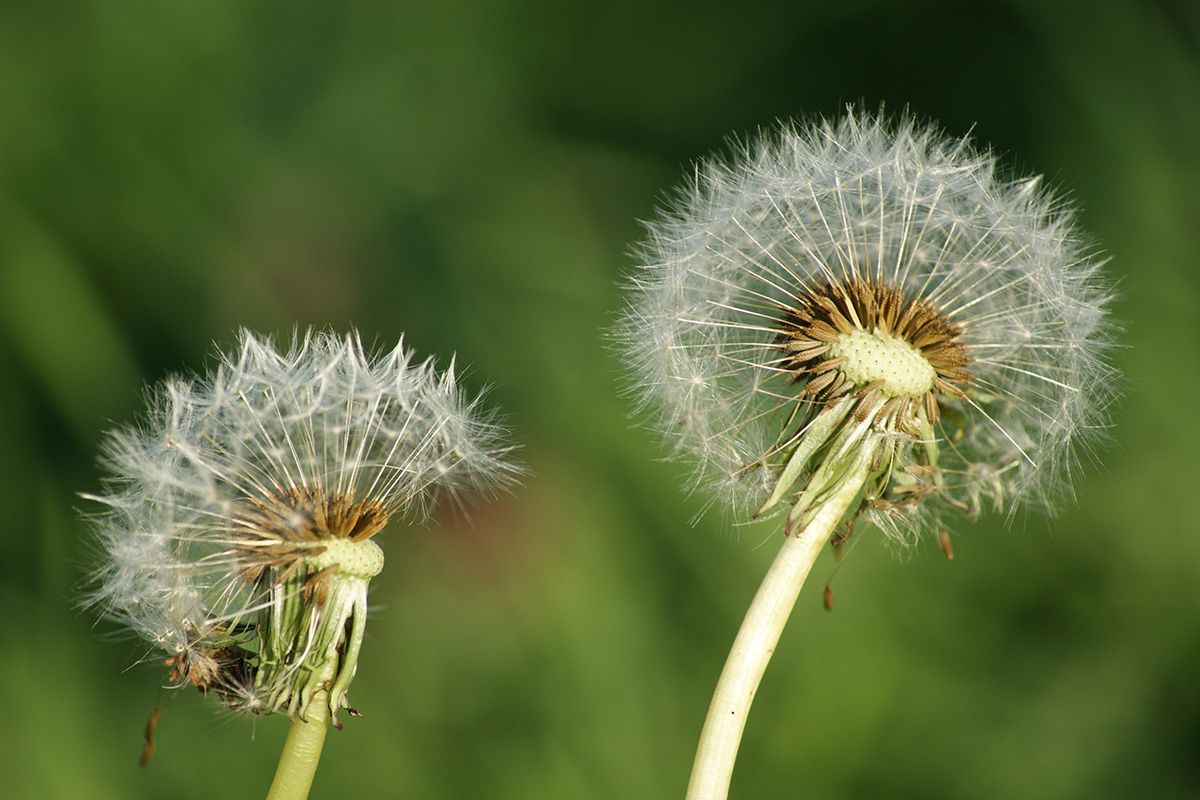 Dandelions