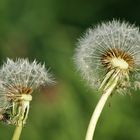 Dandelions