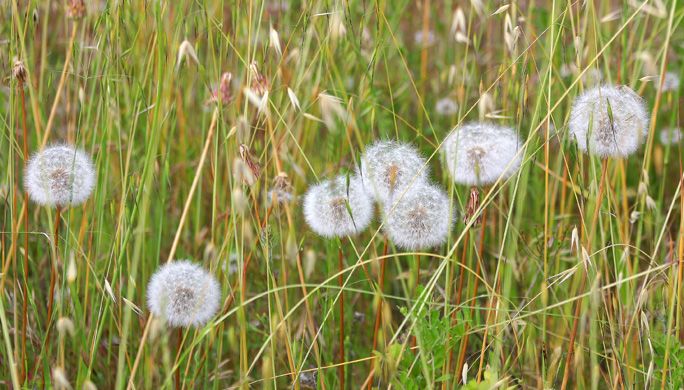 Dandelions