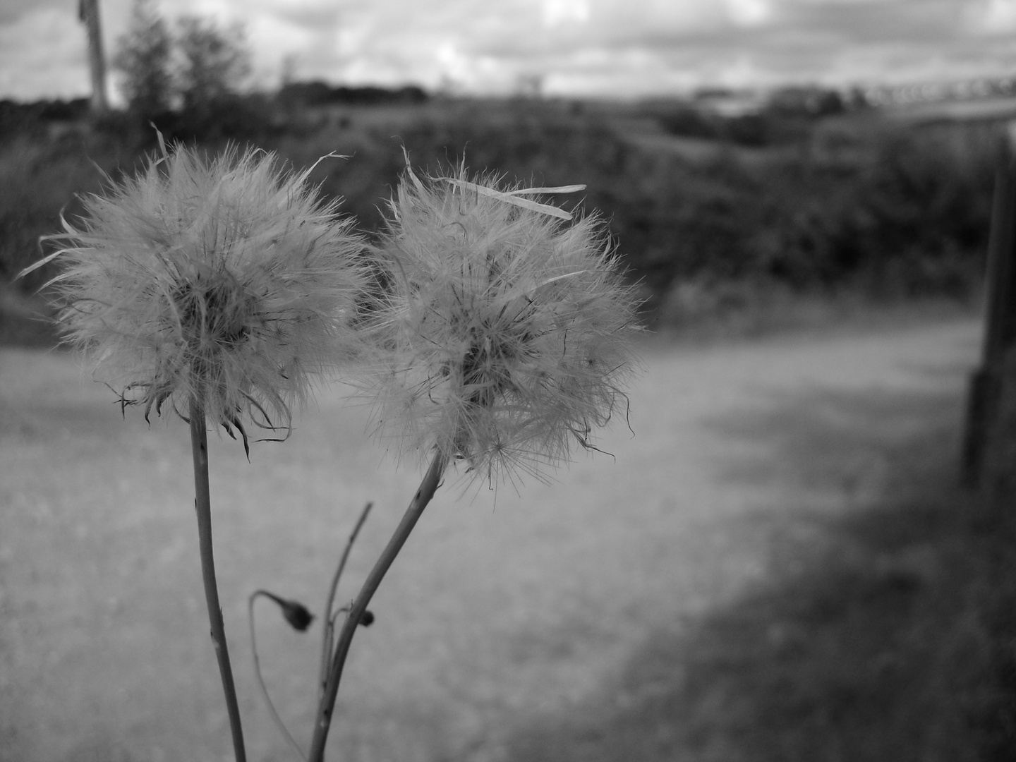 Dandelions.