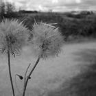 Dandelions.