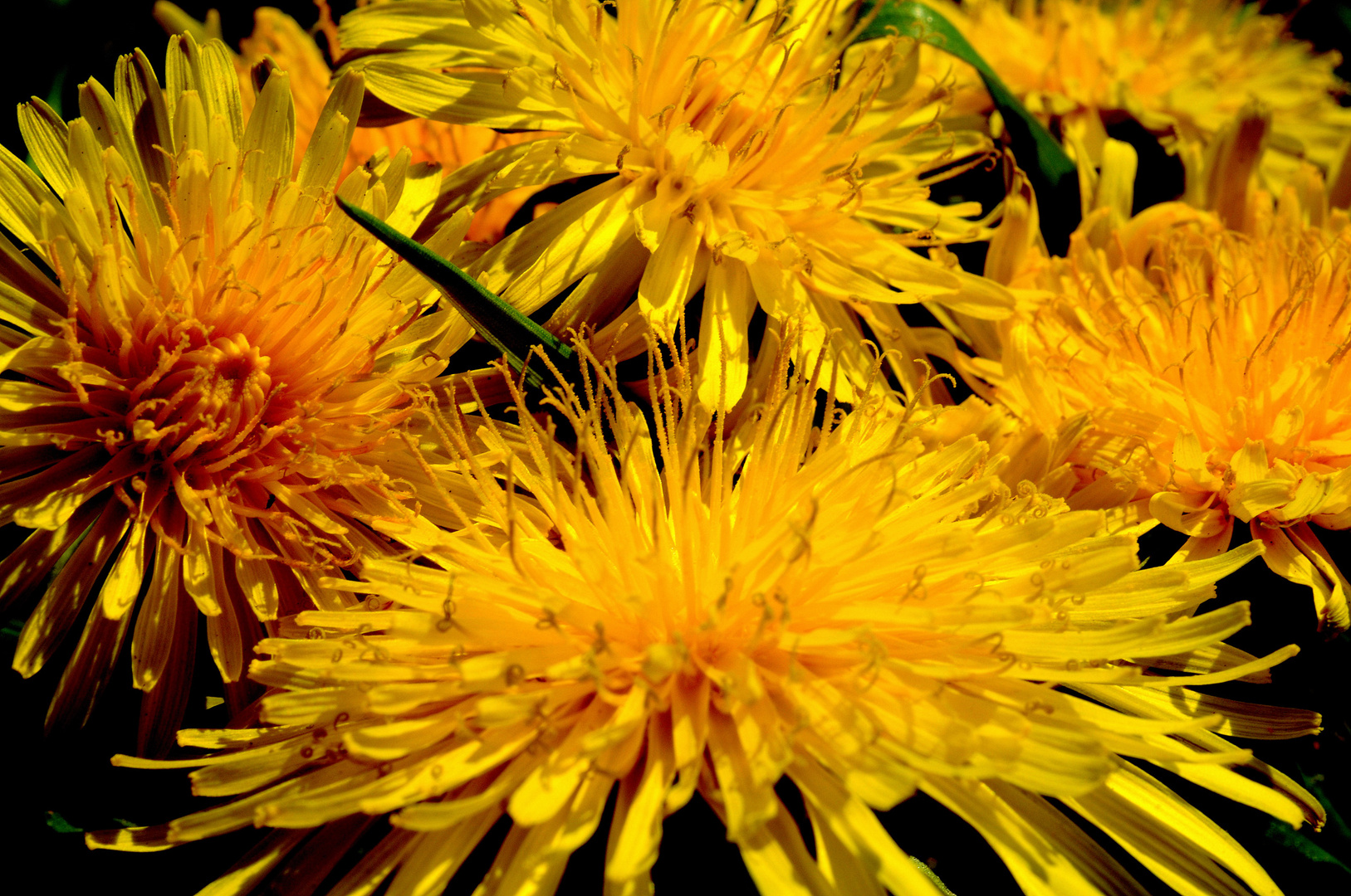 Dandelions