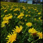 Dandelions