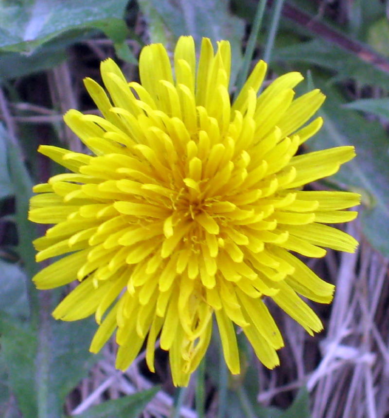 Dandelions are NOT weeds