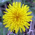 Dandelions are NOT weeds