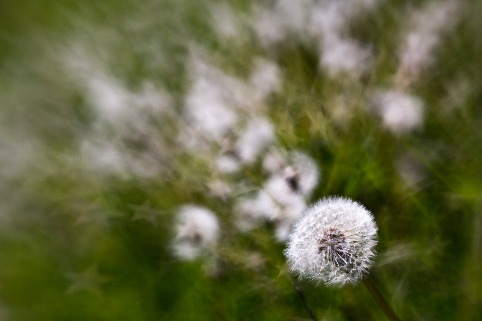 dandelions