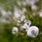 dandelions