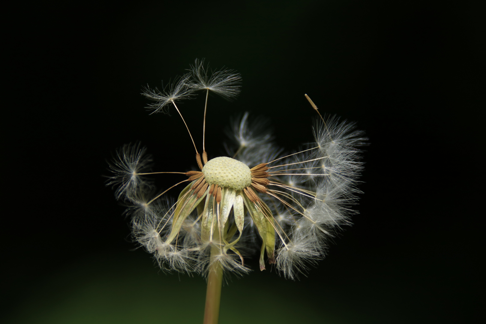 Dandelions