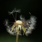 Dandelions