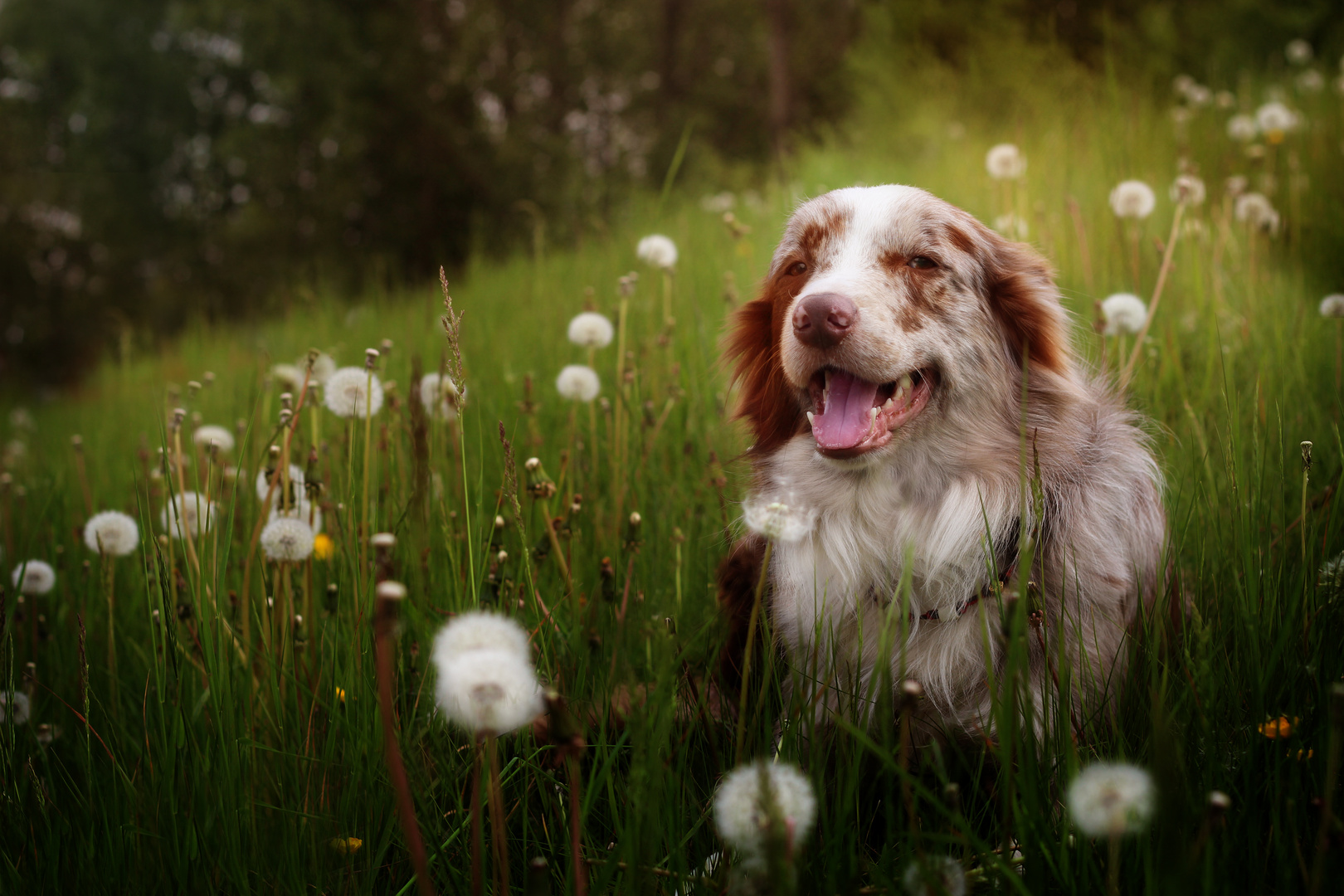 Dandelions