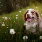 Dandelions