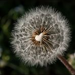 Dandelion's Heart