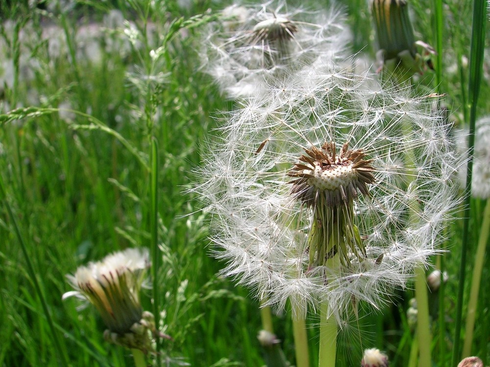Dandelions in a sunny day