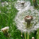 Dandelions in a sunny day