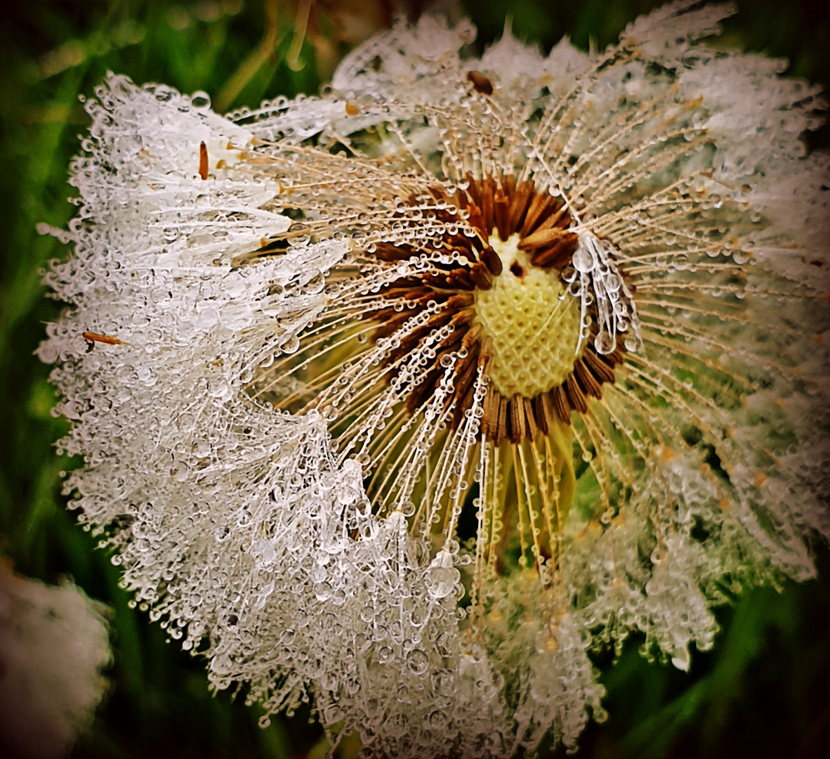 Dandelions in the morning mist