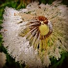 Dandelions in the morning mist