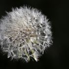 Dandelions (Taraxacum)