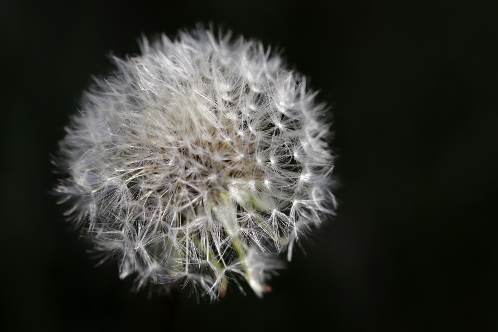 Dandelions (Taraxacum)