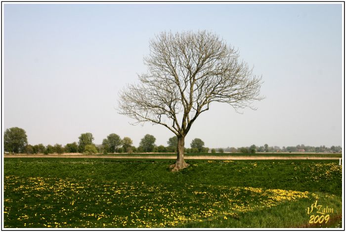 Dandelions waiting for leafs on tree.