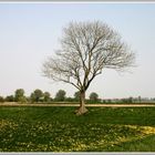 Dandelions waiting for leafs on tree.