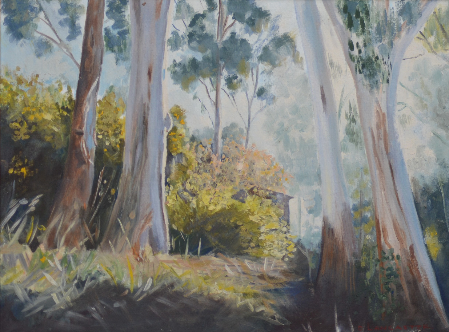 Dandenong gums