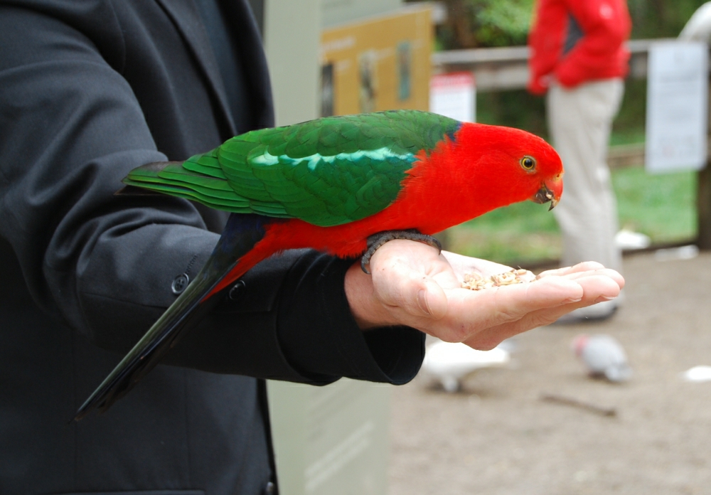 Dandenong Ranges NP