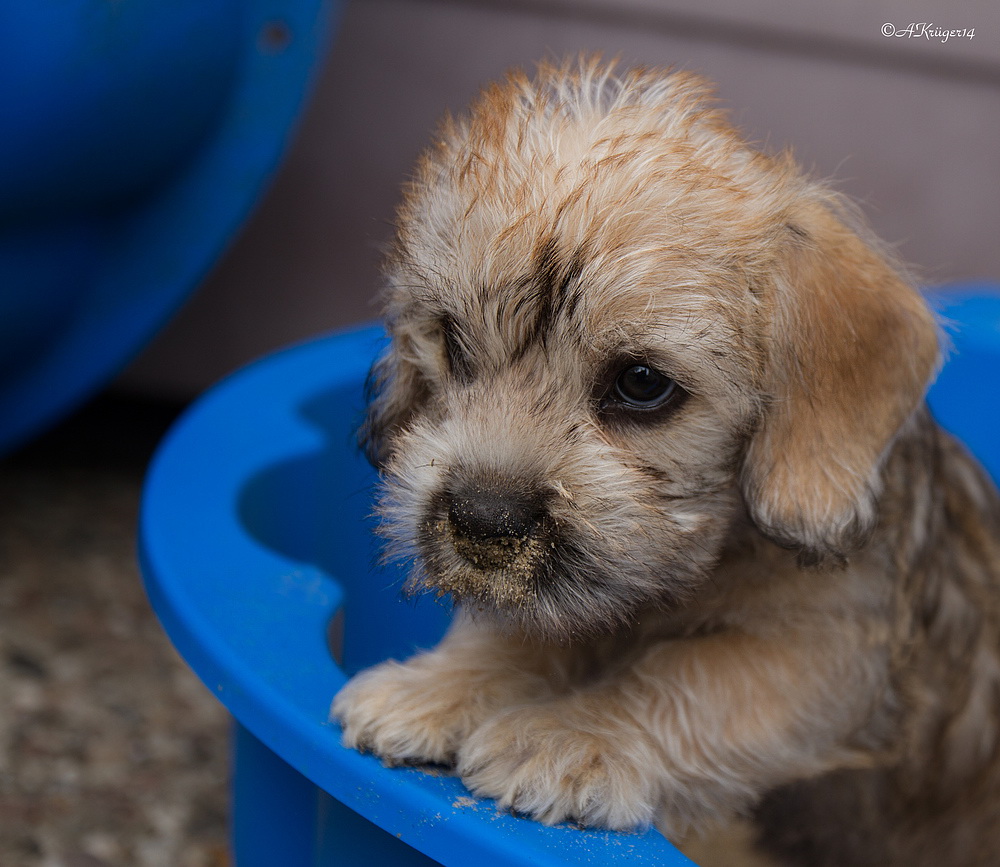 Dandie Dinmont Terrier