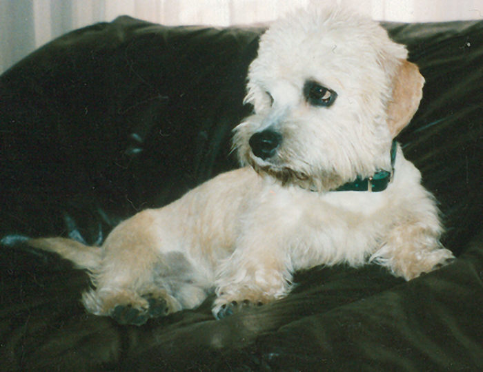 DANDIE DINMONT TERRIER