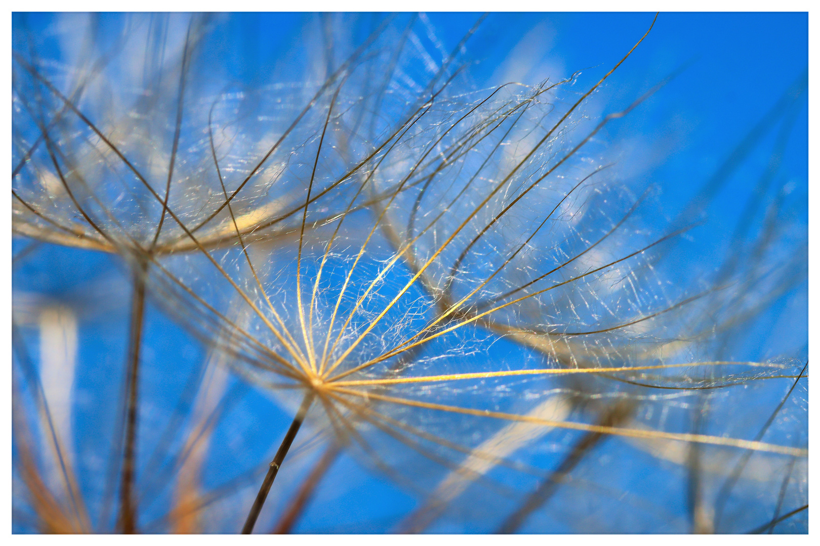 Dandilion 