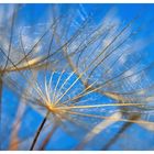 Dandilion 