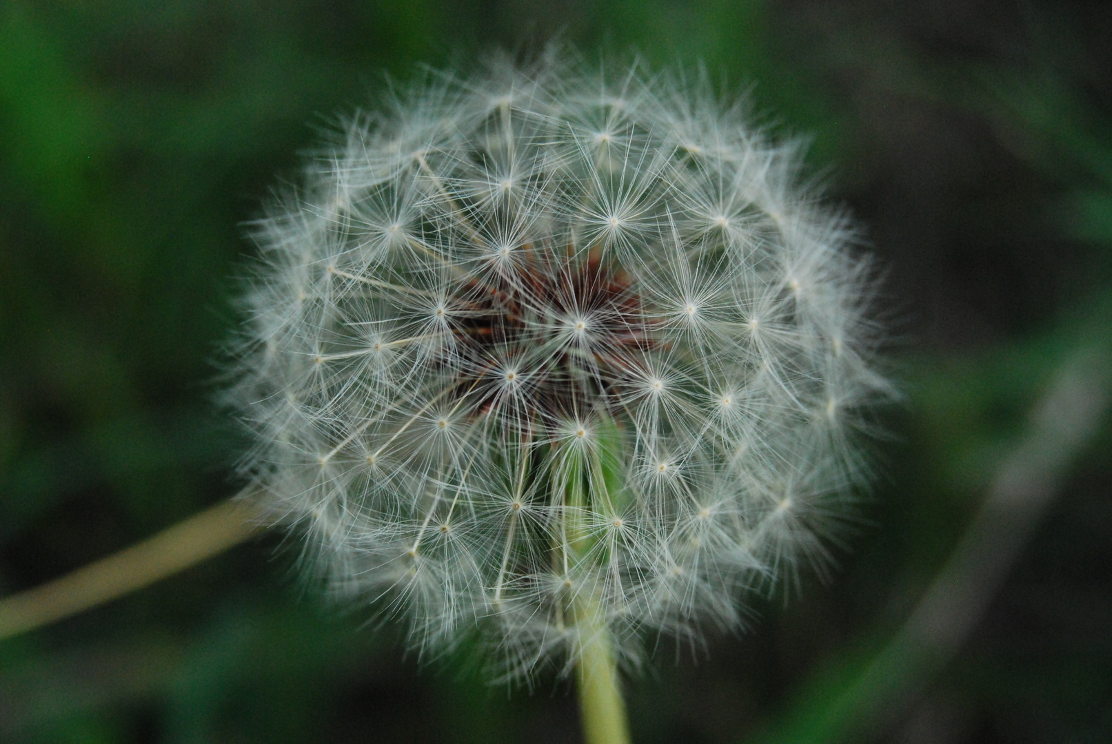 Dandilion