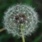 Dandilion