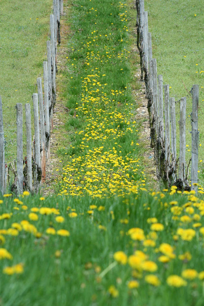 Dandilion Hill