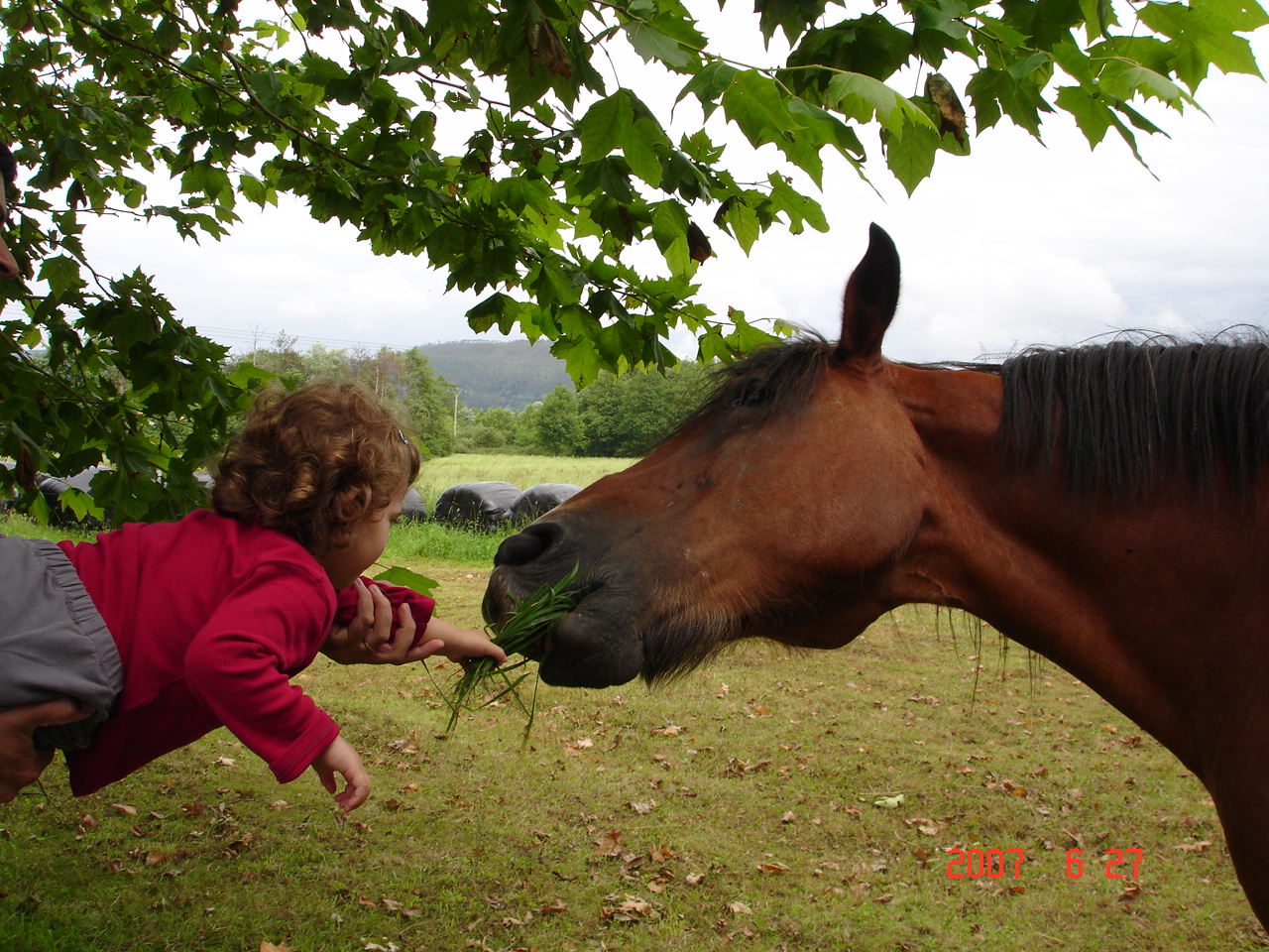 dando de comer a un caballo