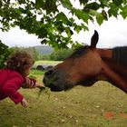 dando de comer a un caballo