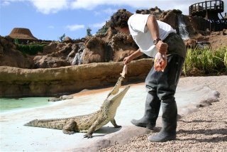 DANDO DE COMER A UN COCODRILO