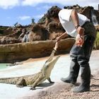 DANDO DE COMER A UN COCODRILO