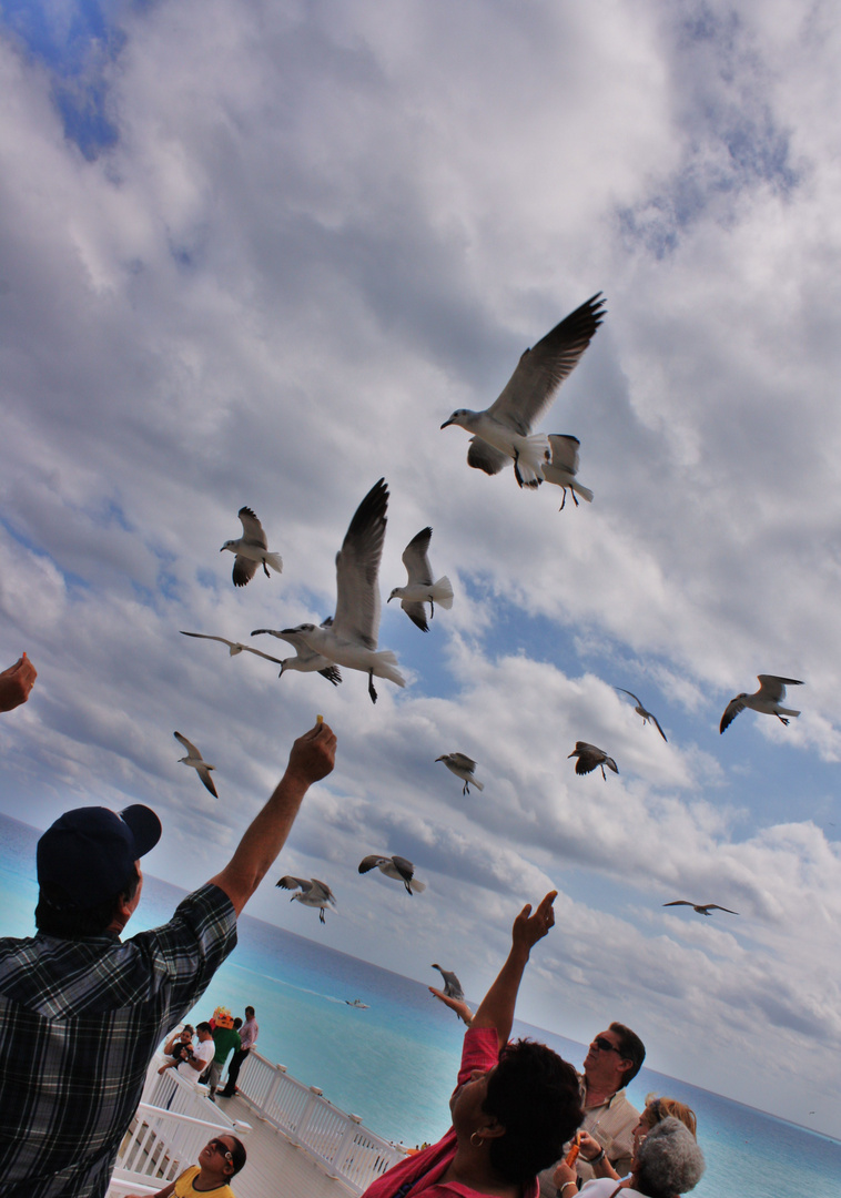 DANDOLE DE COMER A LAS AVES DEL MAR