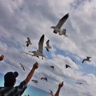 DANDOLE DE COMER A LAS AVES DEL MAR